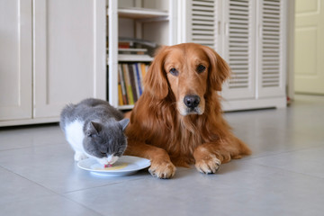 Wall Mural - British shorthair and golden retriever