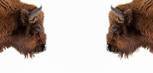 Two Brown Bull Or Bison Heads With Brown Horns Opposite Each Other Before A Fight On The New York Wall Street Stock Exchange On A White Banner. Wyoming State Symbol.