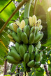 © Suradech - Bunch of yellow and green bananas in the garden.organic banana plantations in Thailand.