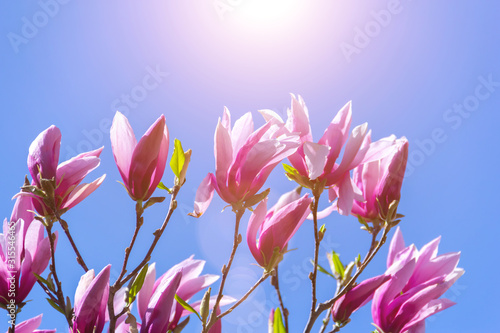 Pink magnolia flower.