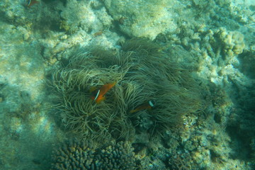 Cute orange clown fish swimming in the water of the Pacific Ocean near Fiji islands