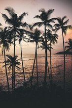 Coconut Palm Trees Silhouettes At Sunset, Color Toning Applied, Sri Lanka.