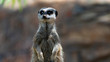 Meerkat eyes rolled back standing and looking up frame left mid shot