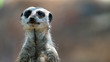 Meerkat standing and looking off frame left close up