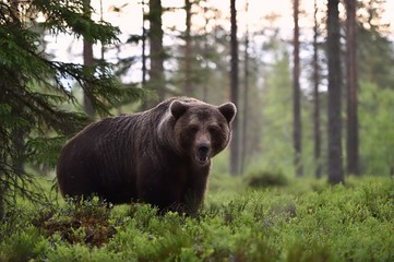 Wall Mural - bear in forest