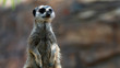 Meerkat standing and looking off frame right mid shot