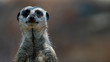 Meerkat standing and looking straight to camera close up