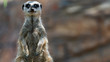 Meerkat with eyes rolled back standing mid shot left of frame