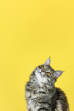 Portrait Of A Cat Looking Up In Front Of A Yellow Background