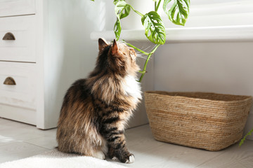 Sticker - Adorable cat playing with houseplant at home