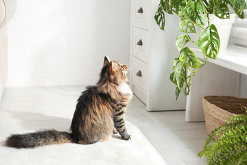 Poster - Adorable cat near houseplants on floor at home