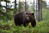 Fototapeta  - big male bear powerful pose in the forest