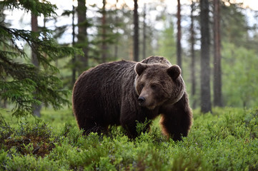 Wall Mural - big male bear powerful pose in the forest