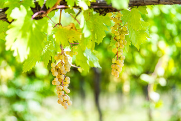 White green or yellow wine Grechetto grapes hanging grapevine bunch clusters in Assisi Umbria, Italy vineyard winery and vine