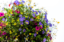 London, UK Hanging Flower Basket On Lamp Post Closeup With Nobody In Victoria Or Pimlico On Sunny Summer Day Colorful Petals With Purple And Yellow Plants