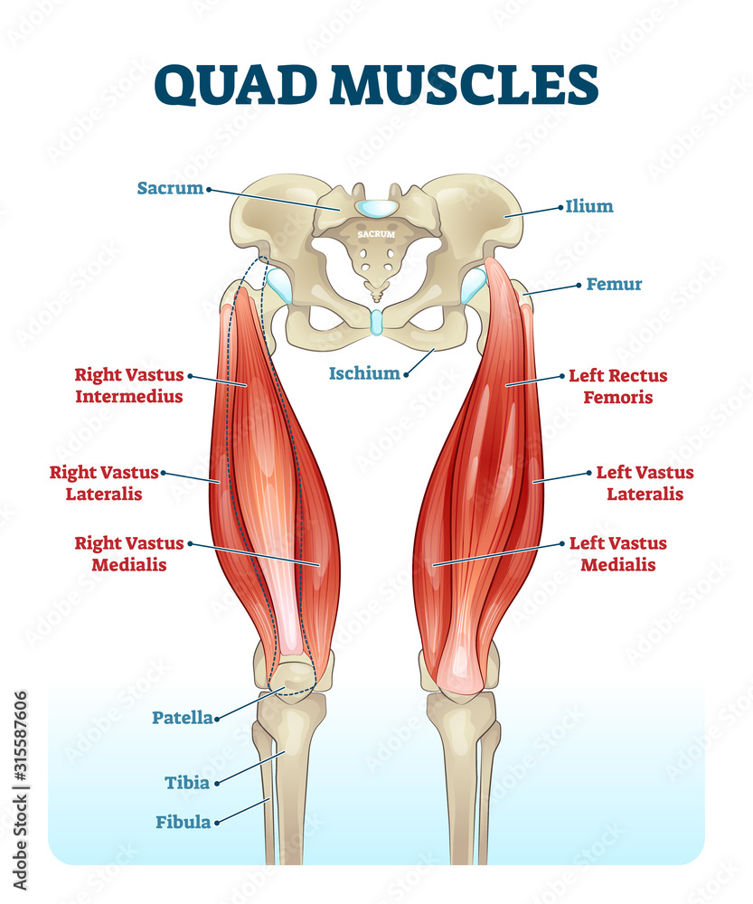 Quad leg muscles anatomy labeled diagram, vector illustration fitness ...