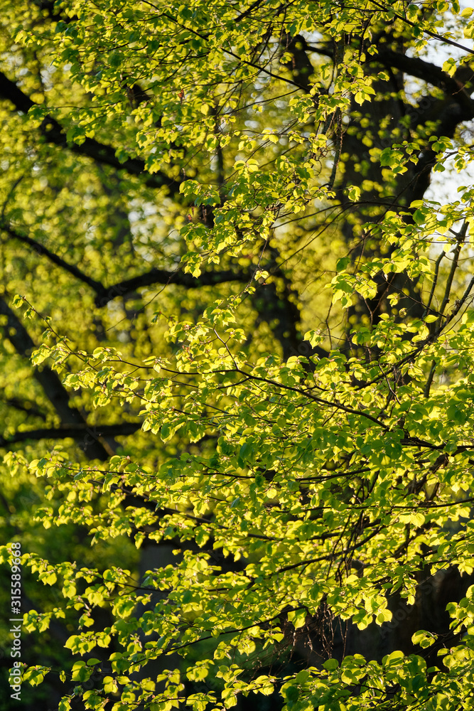 Beautiful fresh green spring leaves of a tree illuminated by the ...