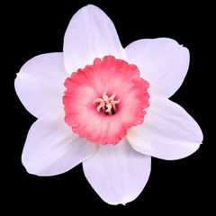 Poster - flower pink white narcissus,  isolated on a black  background with clipping path. Close-up. Nature.