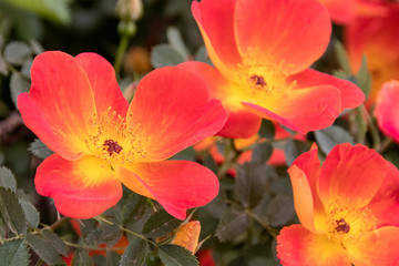 Blooming shrub rose (Rosa sp.) in the spring garden