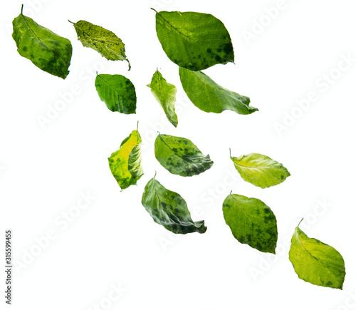green leaves falling down