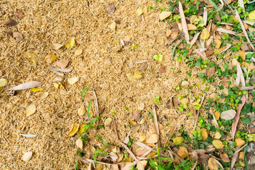 two tone of yellow rice husk and green leaves grass