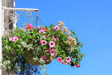 Hanging Flower Basket With Petunias, Lobelia, Fuchsia And Vervein