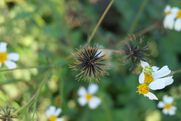 Wall Mural - close-up dry seeds, pollen of spanish needle, black-jack with green blur background. flowers on the 