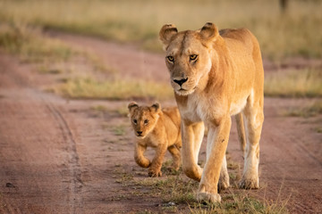lioness and cub walk along sandy track