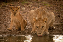Lioness Lies Drinking From Pool By Cub