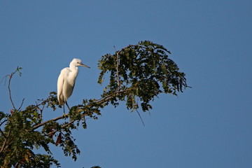 Egret in tree