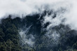 © JUAN CARLOS MUNOZ - Fog in Canary Island pine forest, El Paso Municipality, La Palma island, Canary Islands, Spain, Europe