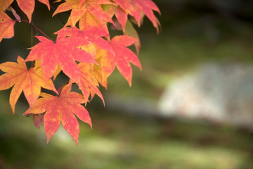 Wall Mural - Autumn season colorful of leaves a park in Kyoto