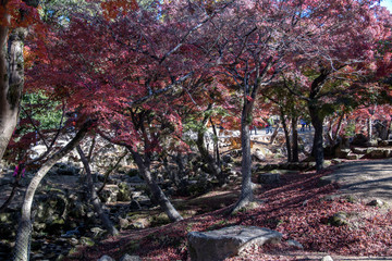 Wall Mural - Yoshikigawa River in Nara park