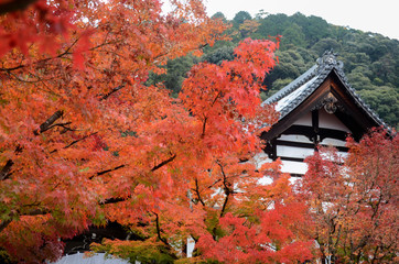 Wall Mural - Beautiful red maple leaves in Kyoto's Eikando Temple