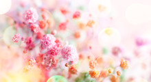 Spring Floral Composition Made Of Fresh Colorful Flowers On Light Pastel Background. Festive Flower Concept With Copy Space.