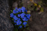 Fototapeta Kwiaty - Zdjęcia kwiatów ogrodowych z małą głębią ostrości, macro