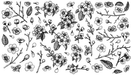 Blooming cherry vector, sketch elements. Sakura vintage flower blossom collection.