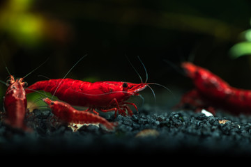 Red neocaridina shrimp fire pet aquarium freshwater nature macro