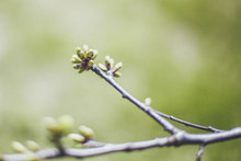 Spring Mood And Vibrations: Close-up Photo Of Nature, A Thin Twig Of A Tree With Freshly Unraveled Buds On A Background Of Green Grass, Place For Text
