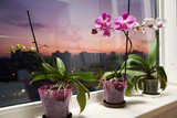 On the windowsill of the balcony are orchid flowers