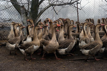 Free Grazing Of Poultry - Ducks And Geese Of A Farm In Ukraine