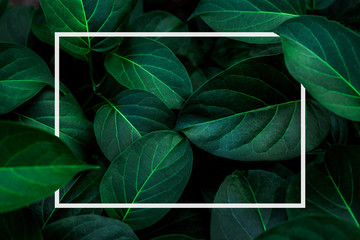 tropical leaves with white frame, abstract green leaves nature view of leaf in garden