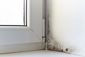 Fungus and dampness at the wet window.