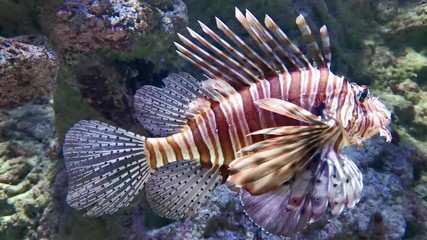 Wall Mural - Dangerous Red lionfish in coral reef