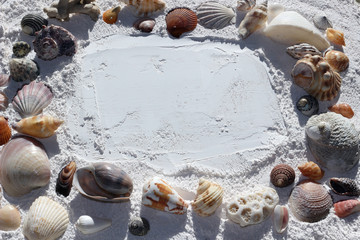 Wall Mural - A border of sea shells on white sand