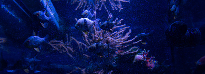 fishes swimming under water in aquarium with blue lighting, panoramic shot