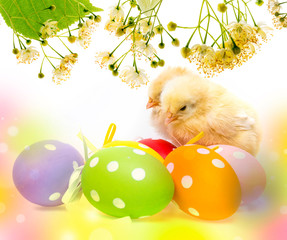 Wall Mural - easter eggs and chickens isolated on a white background