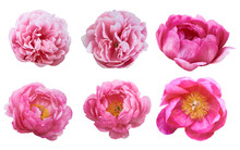 Beautiful Peonies On White Background. Pink Flowers Isolated.