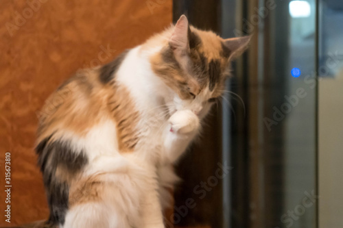 美味しそうに手を舐める可愛い猫 Stock Photo Adobe Stock 美味しそうに手を舐める可愛い猫 Stock Photo Adobe Stock