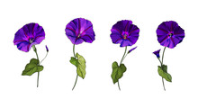 Floral Set Of Purple Flowers Bindweed On Stems With Green Leaves. Isolated On White. Morning-glory For The Design Greeting Cards, Wedding Invitation,textiles, Wallpaper. Vector Stock Illustration.